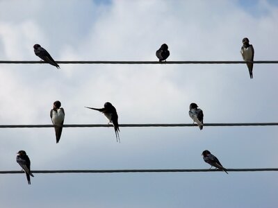 Birds sheet music wire