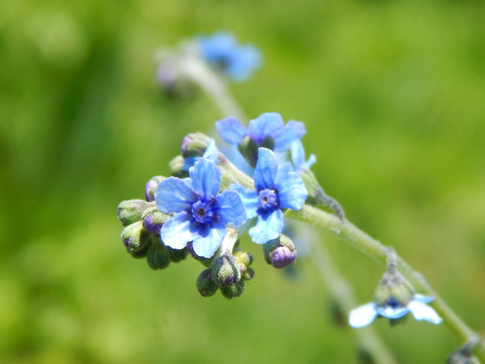 Wild small celestial