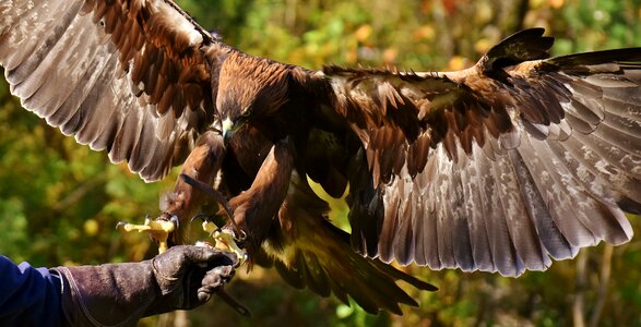 Animal flying noble
