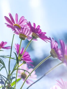 Flower tansy natural