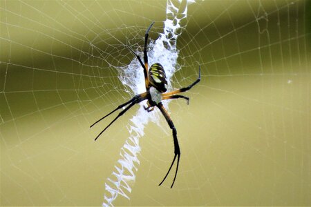 Spider web arachnid