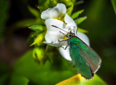 Animals living nature flower photo