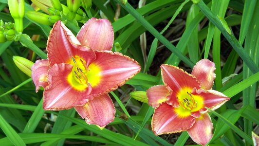 Plants flourishing garden