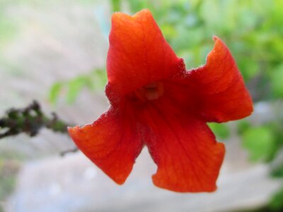 Garden bloom flower