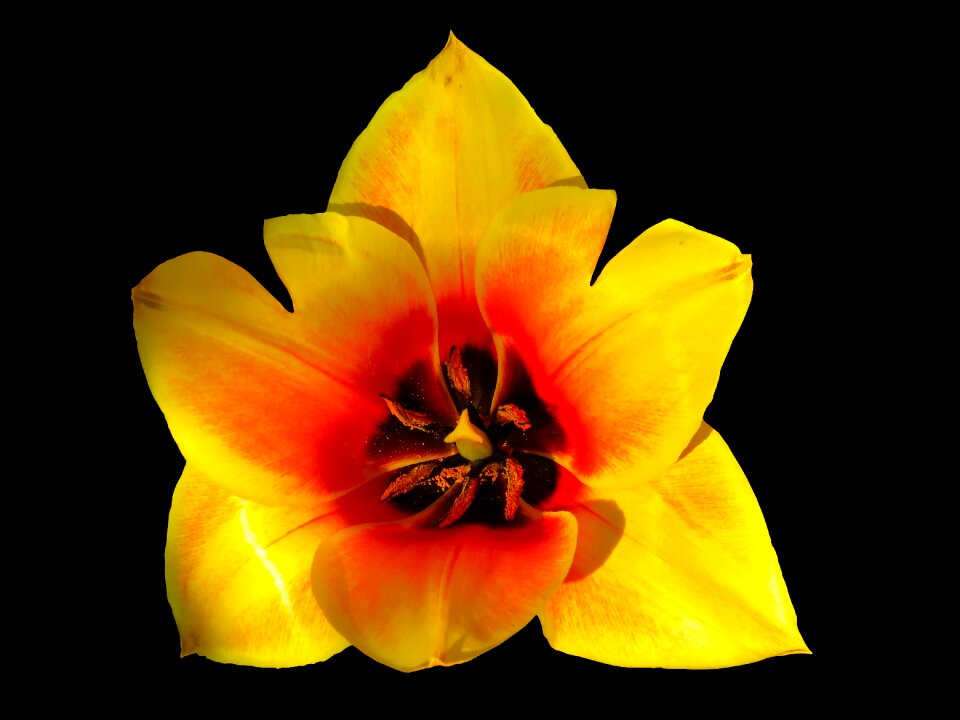 Tulip blossom bloom