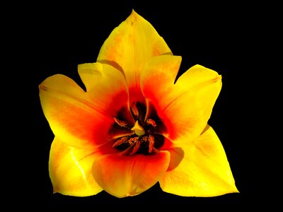 Tulip blossom bloom photo