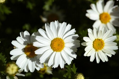 Macro garden white photo