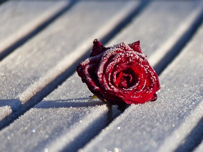 Bud rosenblüten frozen close up photo