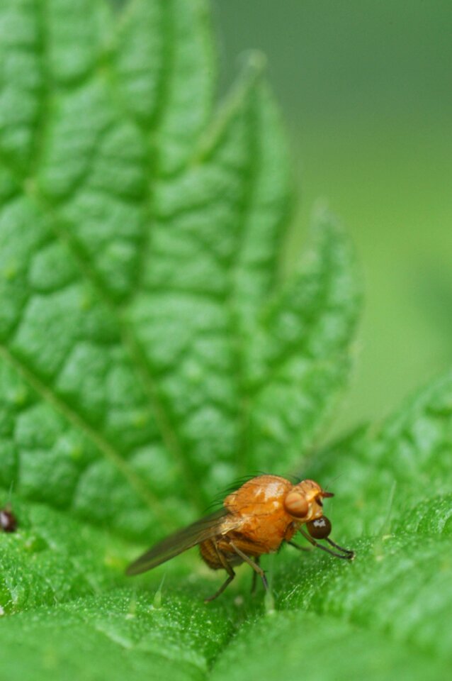Bug nature macro