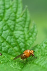 Bug nature macro