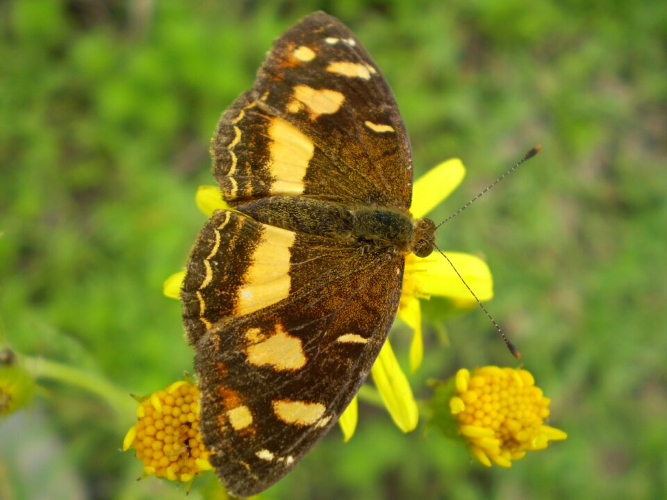 Brown and yellow hostal sucking