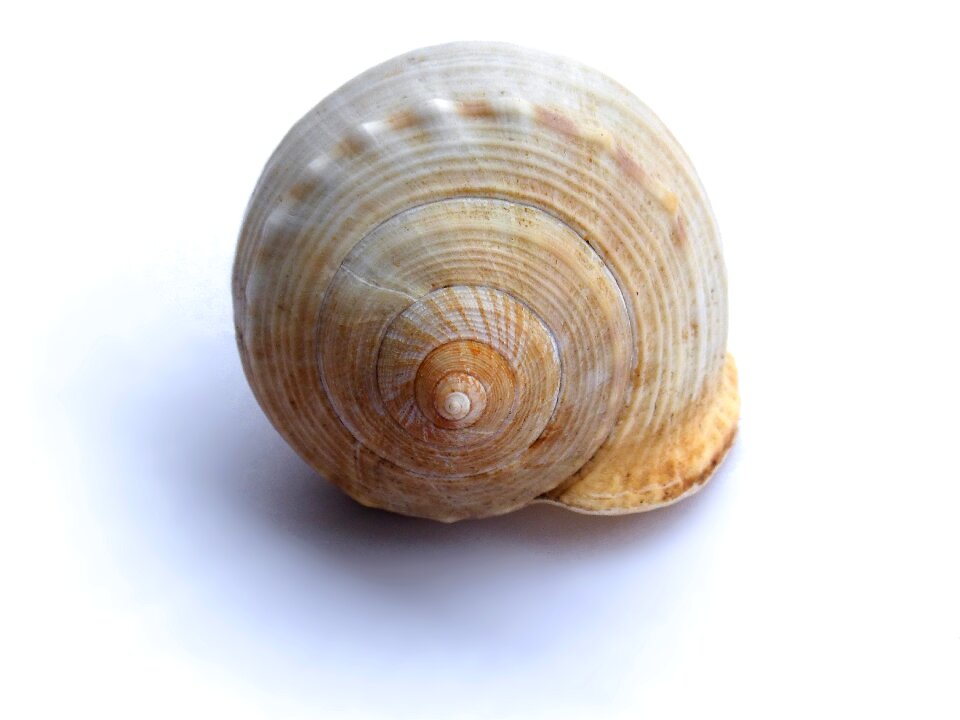 Spiral snail seafood