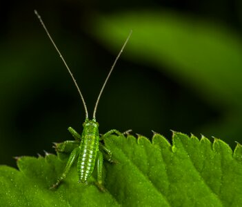 Mustache larva singing grasshopper