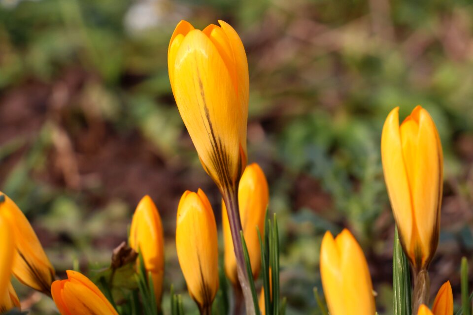 Leaf bright crocus