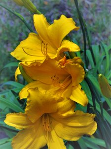 Yellow garden day lillies photo