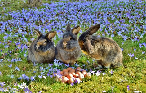 Easter bunny chicken eggs crocus photo