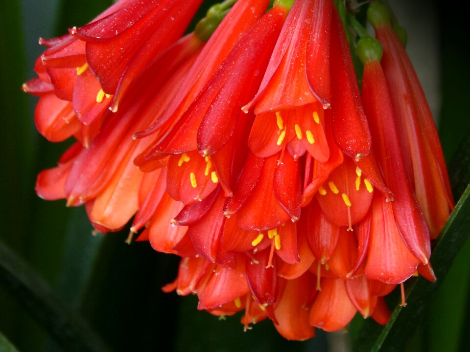 Garden plant nature