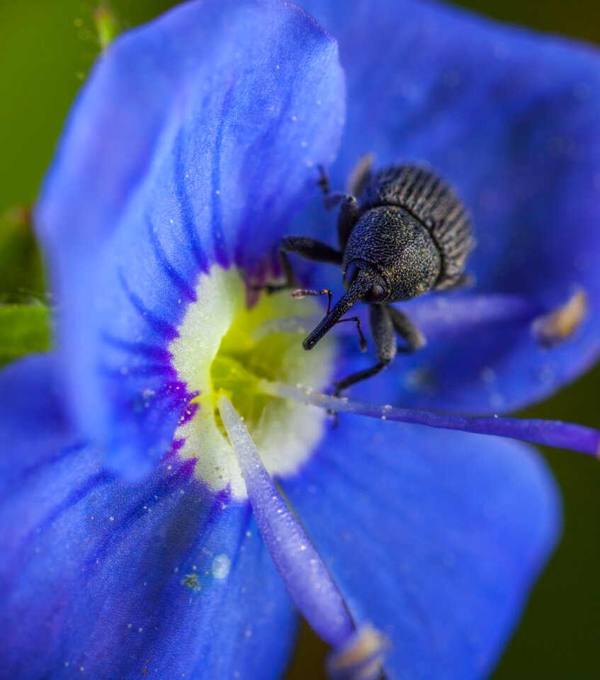 Insect nature beetle