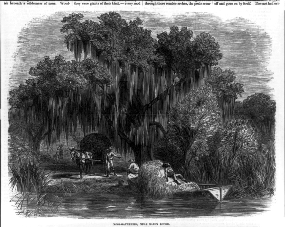 Moss-gatherers, near Baton Rouge LCCN2002716001