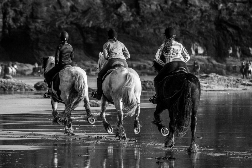 Horse races running