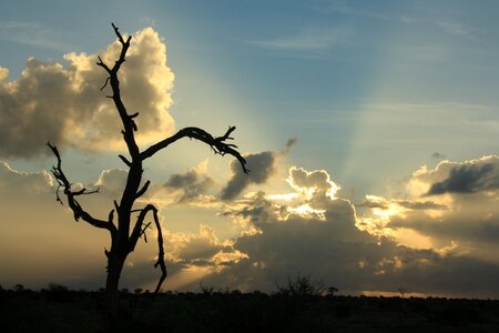 African sunset silver lining dead tree