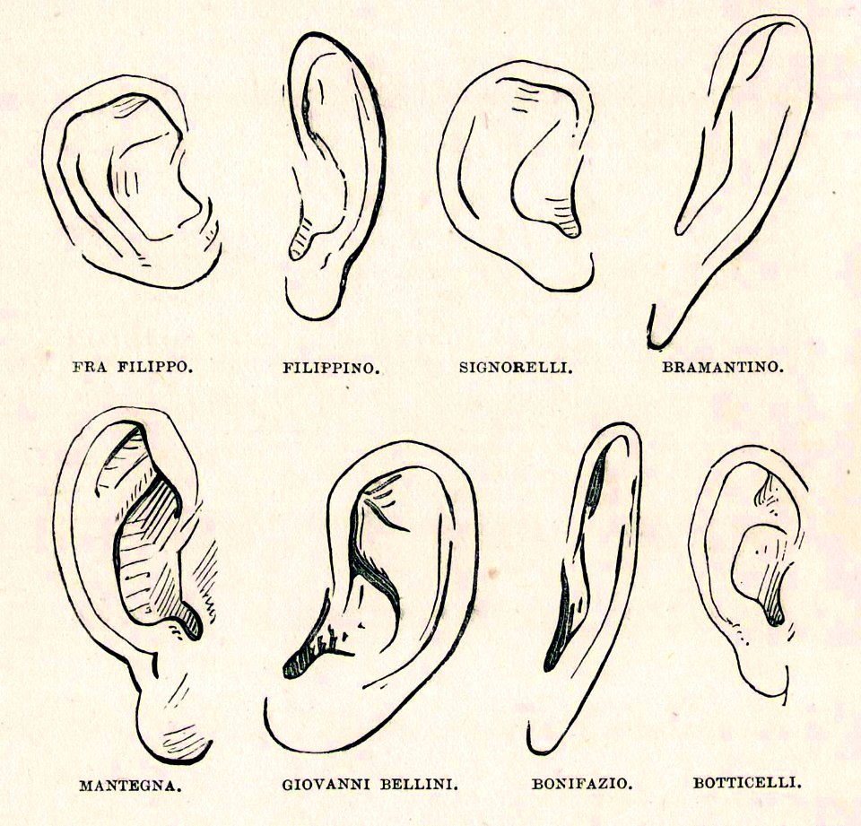 Morelli ears