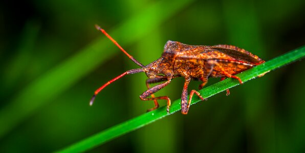 Bug macro beetle