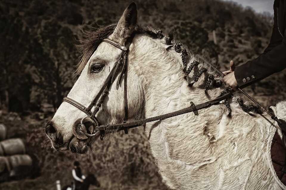 Sport horse ponies connemara