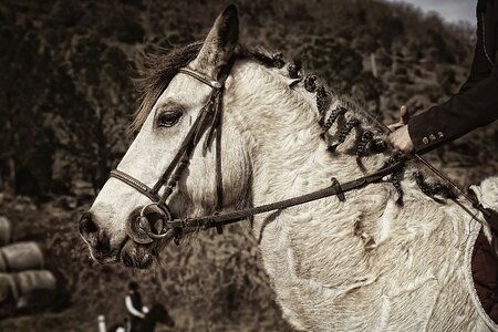 Sport horse ponies connemara