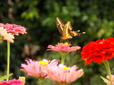 Nature butterfly flowers photo