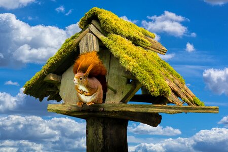 Animals squirrel moss