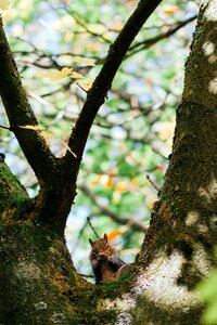 Wood nature squirrel