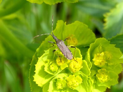 Beetle longicornio nature plant
