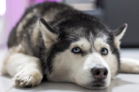 Pet canine husky