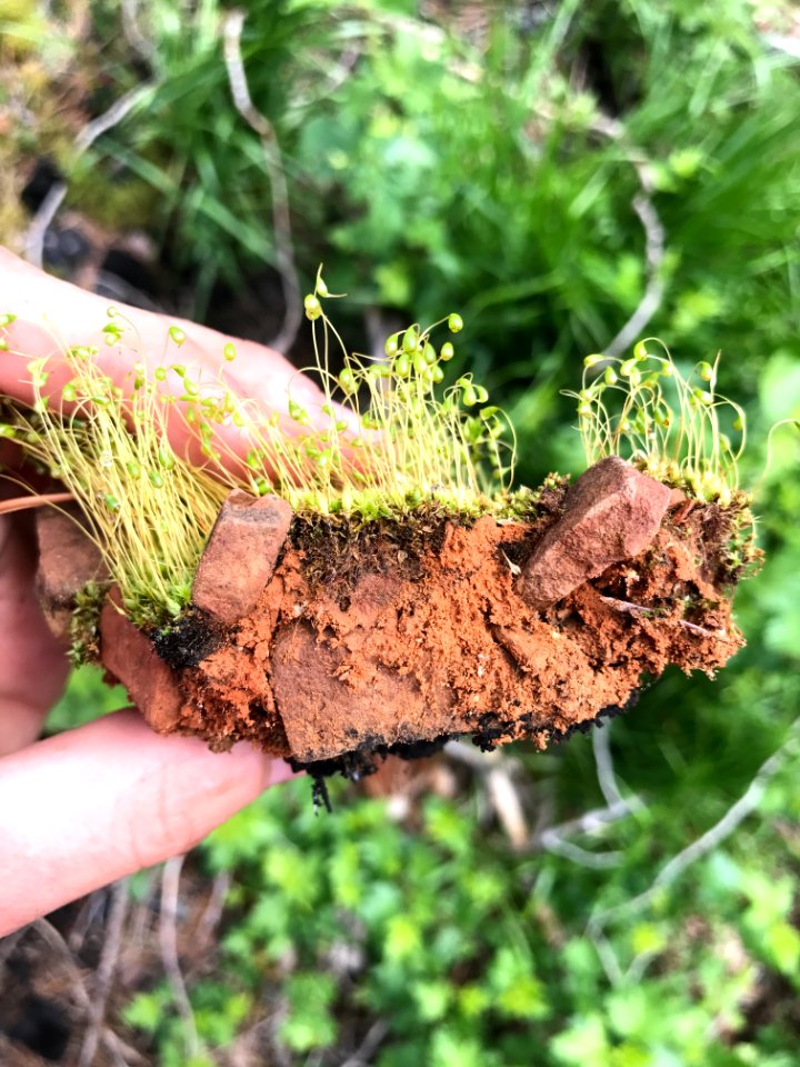Moss, preparing to reproduce, on a piece of forest soil (38630834620)