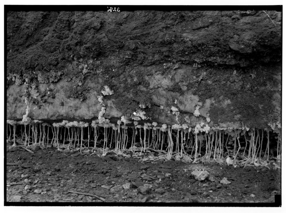 Motorboat trip around the Dead Sea. Jebel. Usdum. Salt stalactites. Drip formations in rock salt crevice. LOC matpc.02721
