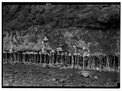 Motorboat trip around the Dead Sea. Jebel. Usdum. Salt stalactites. Drip formations in rock salt crevice. LOC matpc.02721