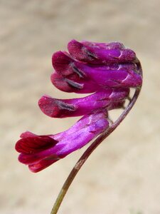 Flower plant outdoors