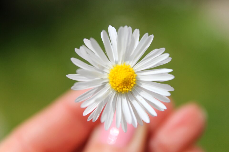 Daisy flower nature