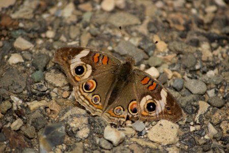 Moth (19570542789)