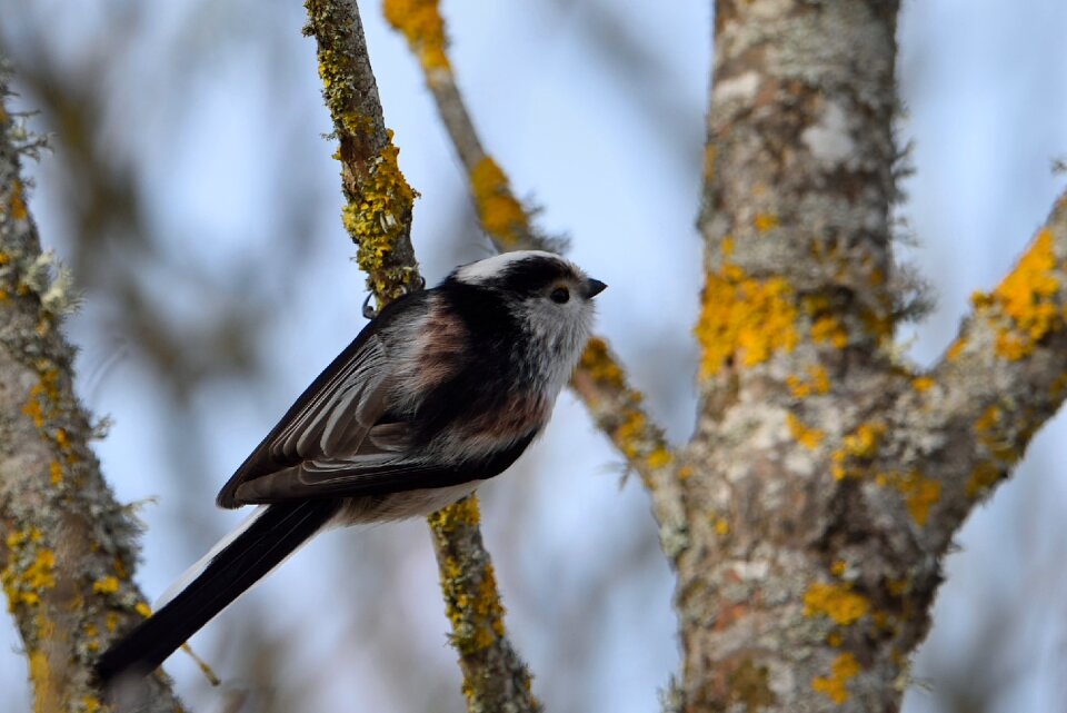 Bird outdoor fauna
