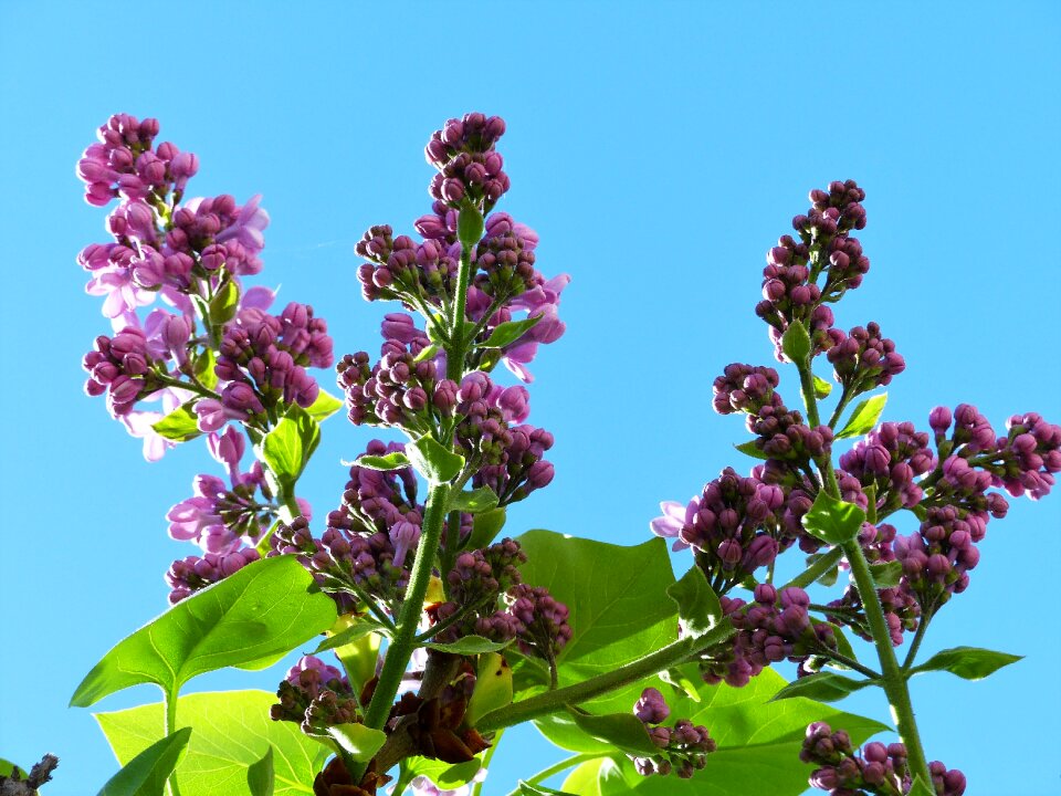 Nature garden lilac