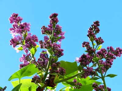 Nature garden lilac photo
