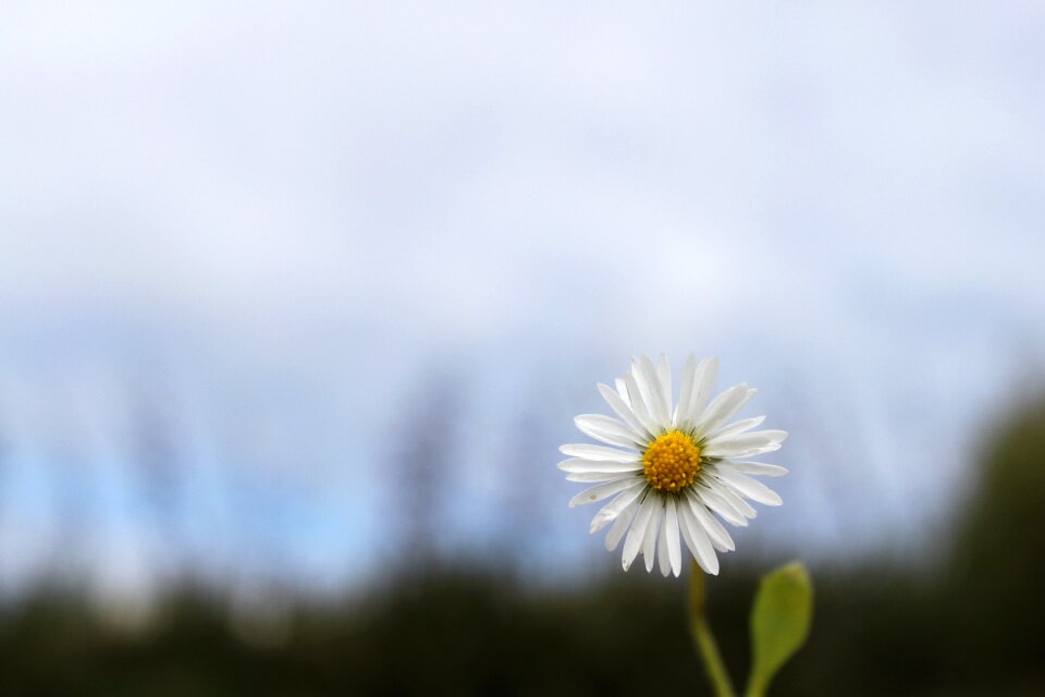 Daisy nature flower