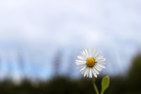 Daisy nature flower photo