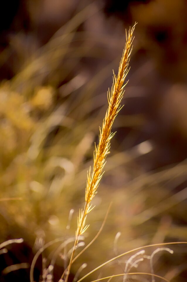 Nature desert plant wild vegetables