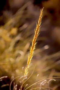 Nature desert plant wild vegetables