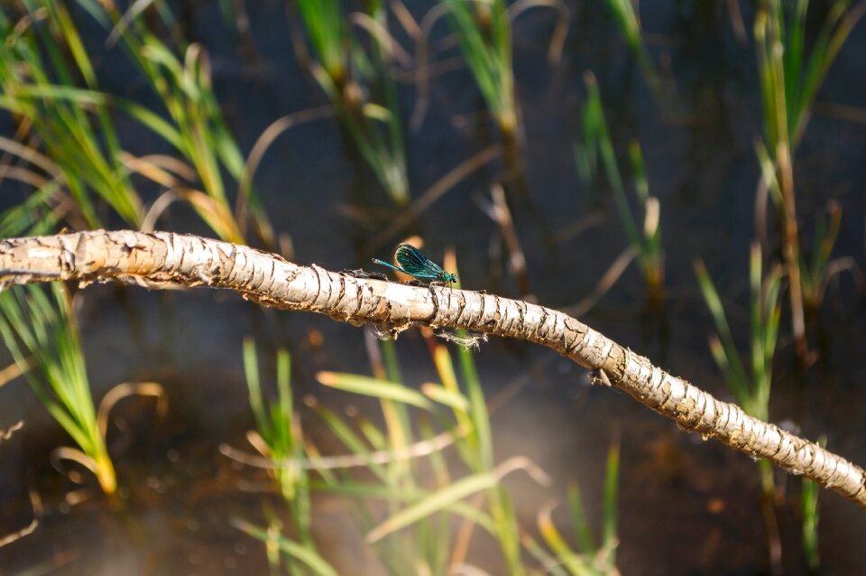 Dragonfly insect living nature