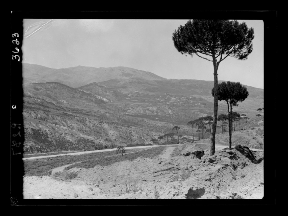 Mount Lebanon. Beirut. Aleih, Ras-el-Metn District. Mountain scenery around Aleih. Typical stone pines LOC matpc.15439