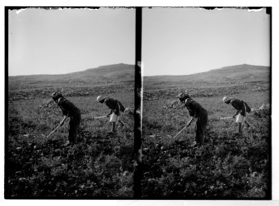 Mount of Olives and Garden of Gethsemane with cactus hedge in foreground LOC matpc.05363